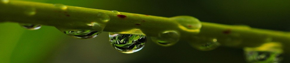 Transparencia